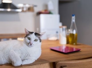 Huile de saumon pour chat